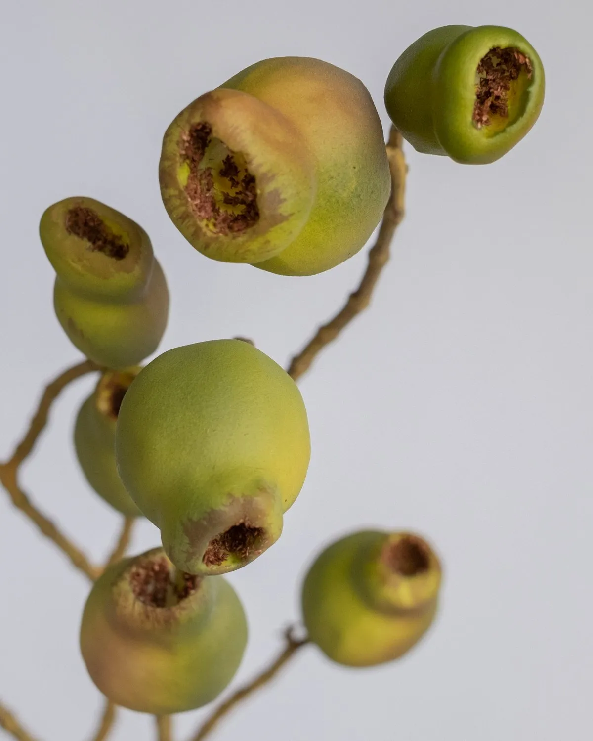 EUCALYPTUS SEED SPRAY GREEN