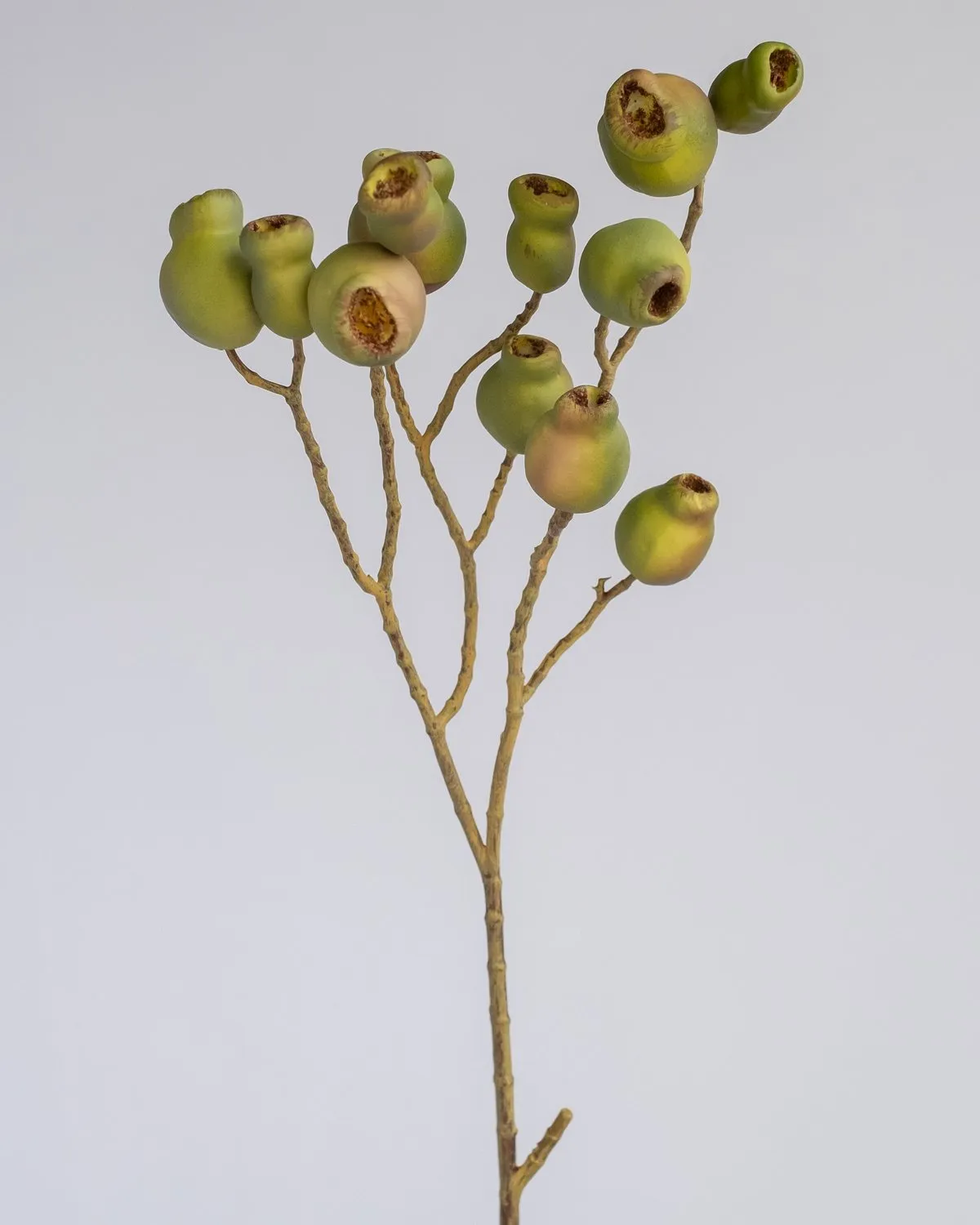 EUCALYPTUS SEED SPRAY GREEN
